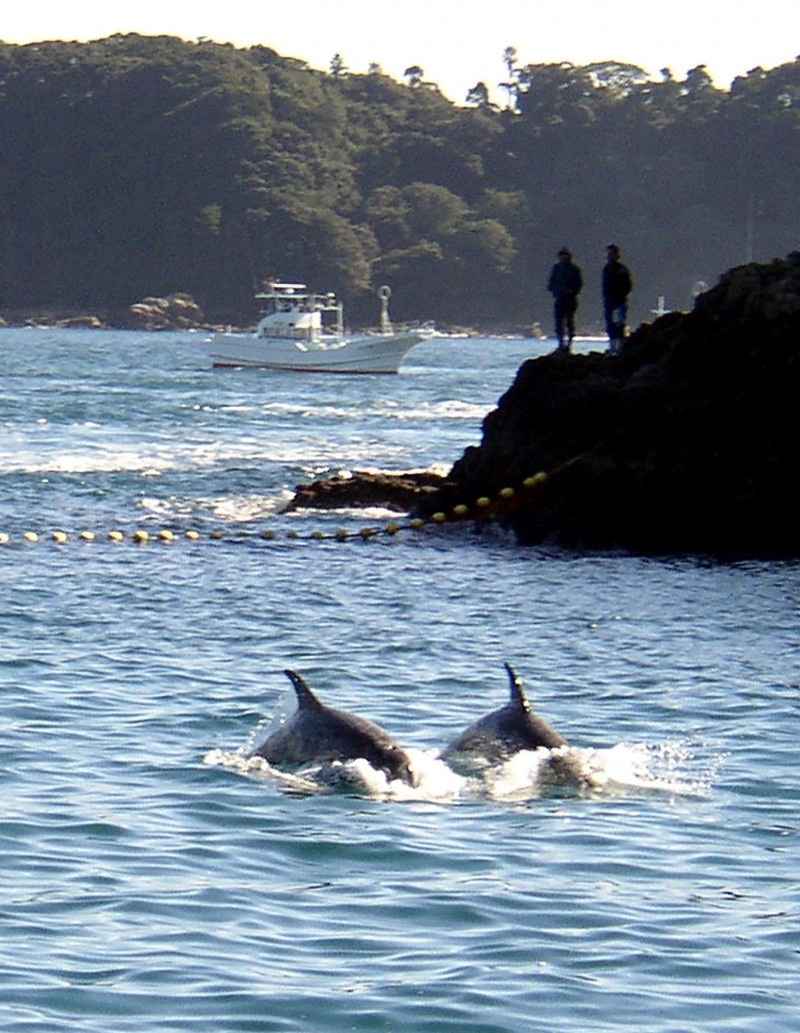 海豚：恢复捕鲸受批评 日本争议捕海豚季再起