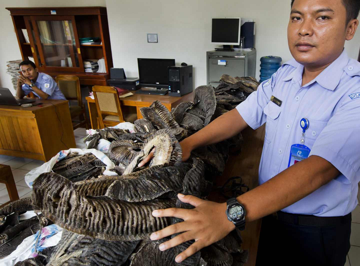 548A8370-3-1_Ministry-of-Fisheries-personnel-display-confiscated-manta-ray-gills-1440x1065.jpg