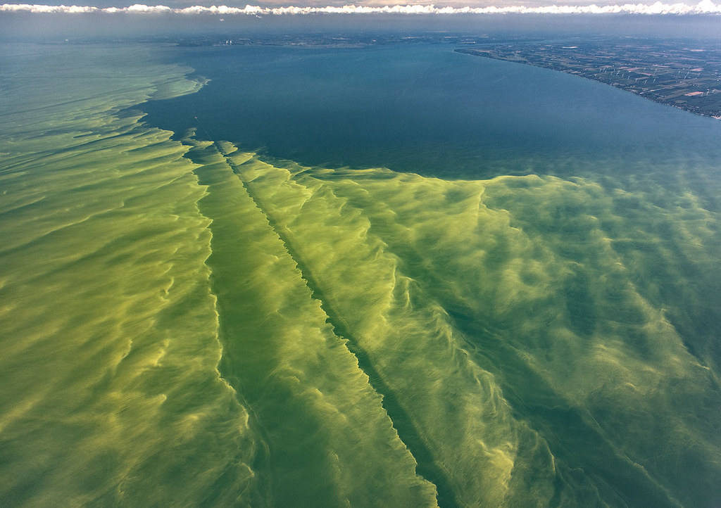藻类：受气候变化冲击 美国全国性的毒藻危机将成常态