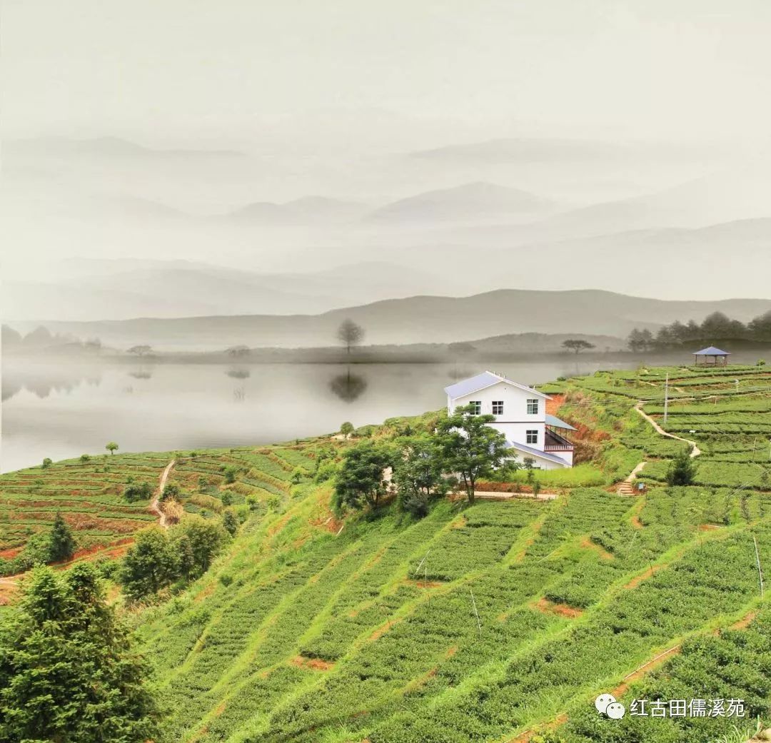 古田：儒溪茶业打造红土地上的绿色事业