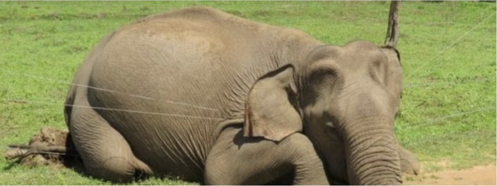 斯里兰卡：斯里兰卡7只大象惨遭毒杀 冲突待解
