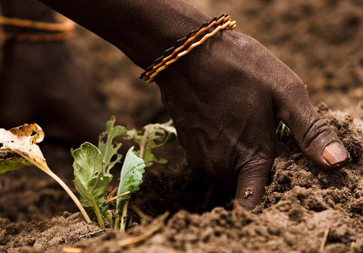 土壤：世界土壤日粮农组织发起运动防止土壤侵蚀
