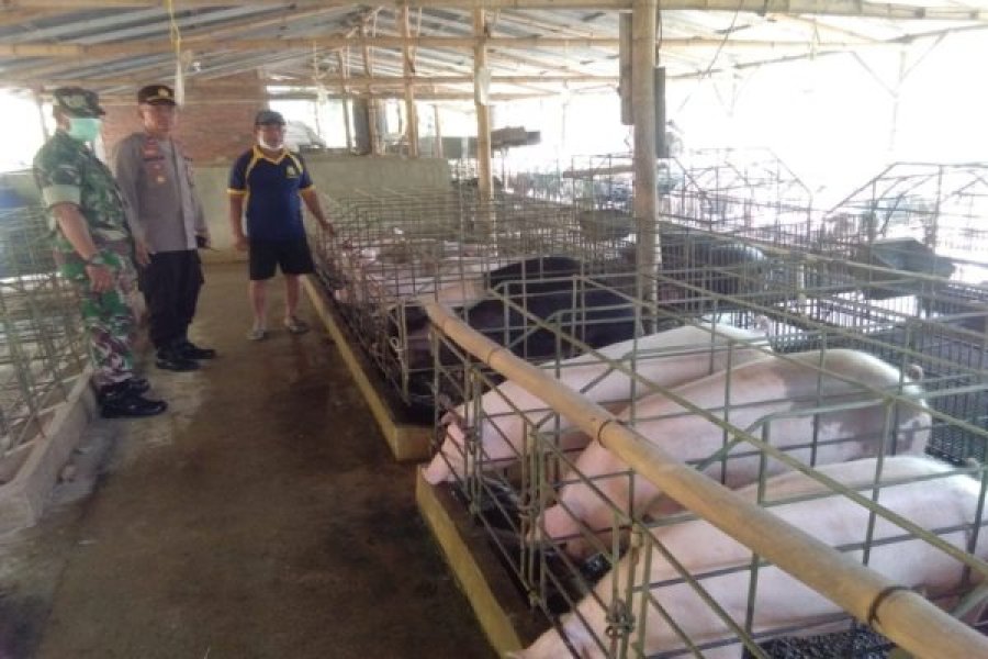 印尼：亚洲第11国爆发非洲猪瘟 印尼尚未宣布疫情