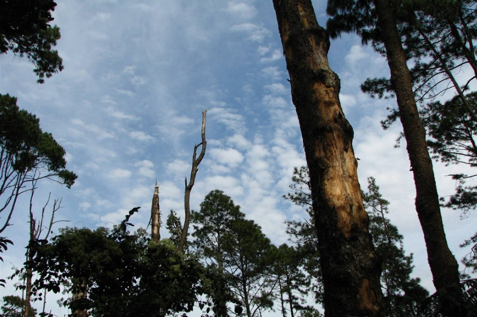 亚马逊：亚马逊森林退化环境犯罪 面临变本加厉窘境