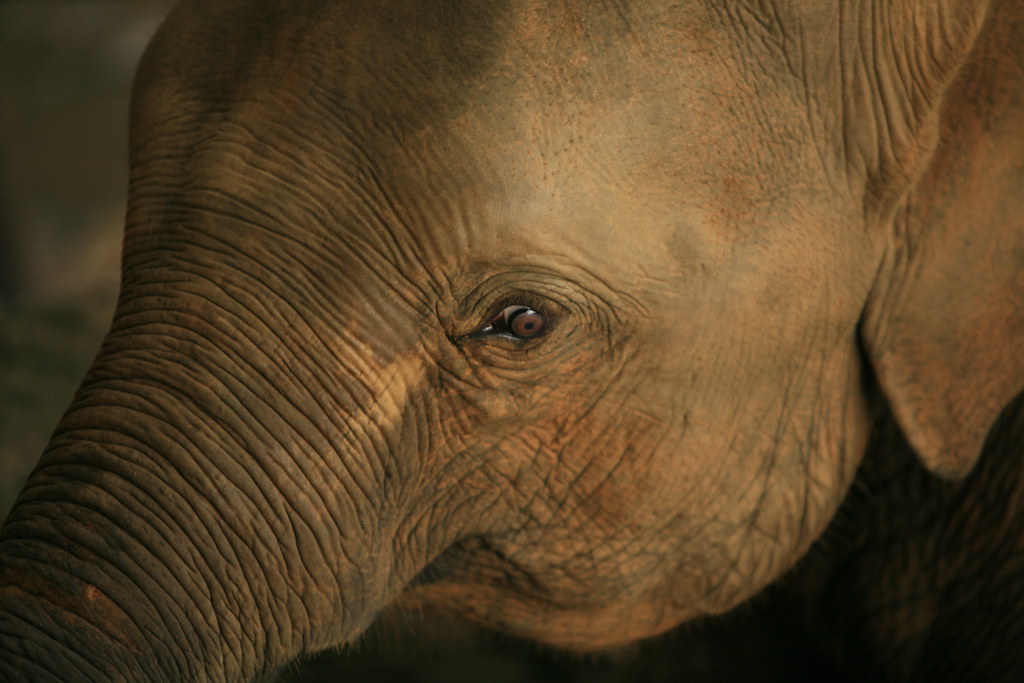 大象：2019年斯里兰卡361头大象死于非命 创历史新高