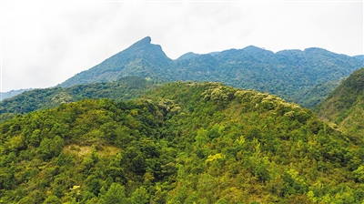 鹦哥：海南鹦哥岭自然保护区鹦哥嘴分站团队守护大山近10年 青春之歌在雨林荡漾