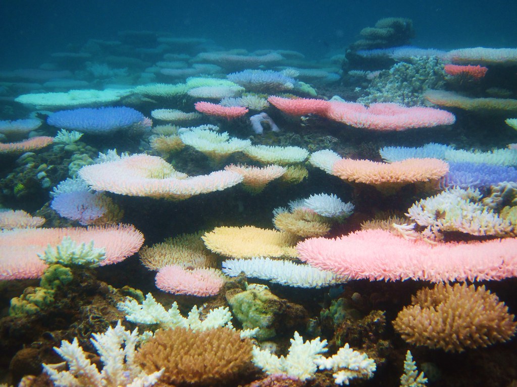 珊瑚：新研究白化珊瑚垂死前发出的荧光色 是对抗死亡的生存技能