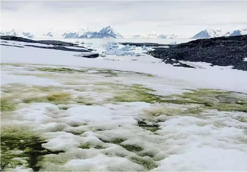 绿藻：南极变“绿”了！全球暖化让南极绿藻大量增生，将对气候产生什么影响？