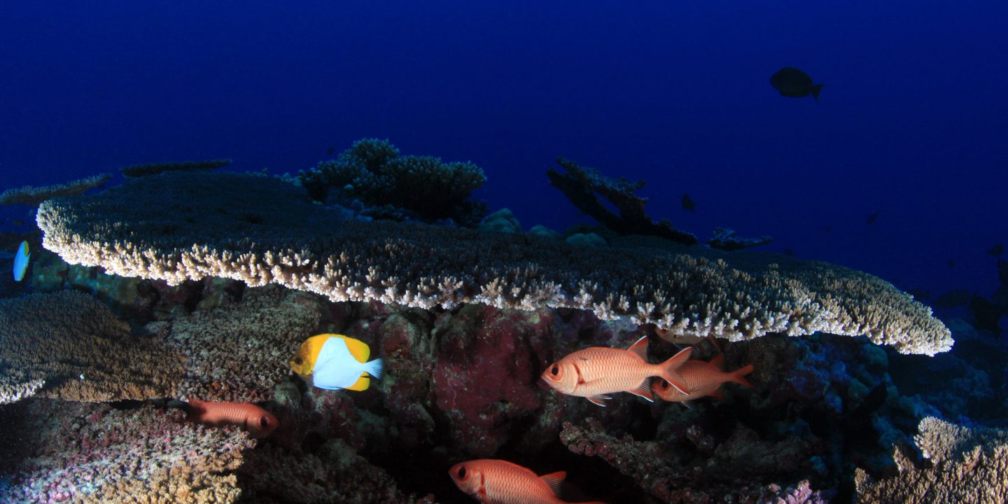 目标：后2020海洋生物多样性保护知易行难的“30%”