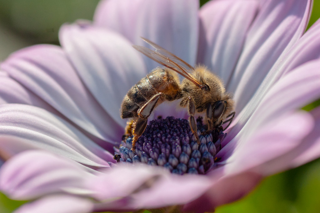 欧盟：欧洲审计院欧盟未能善尽保护蜜蜂的责任 大开禁用农药后门