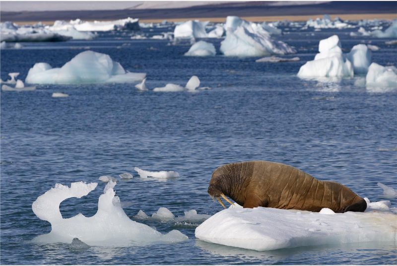 群岛：创历史新高！挪威北极圈群岛测得21.7℃高温