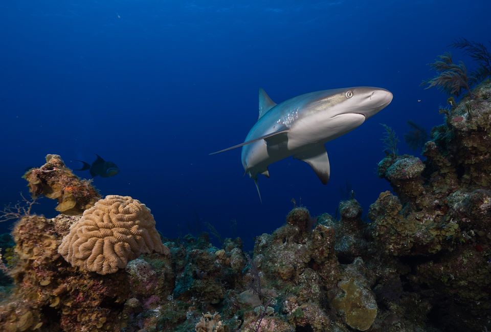 鲨鱼：跨58国水下调查鲨鱼在19%珊瑚礁中功能性灭绝
