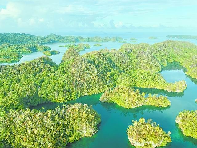 几内亚：99位植物学家联手 万余种植物物种入册 这个岛屿“绿色家底”摸清了！