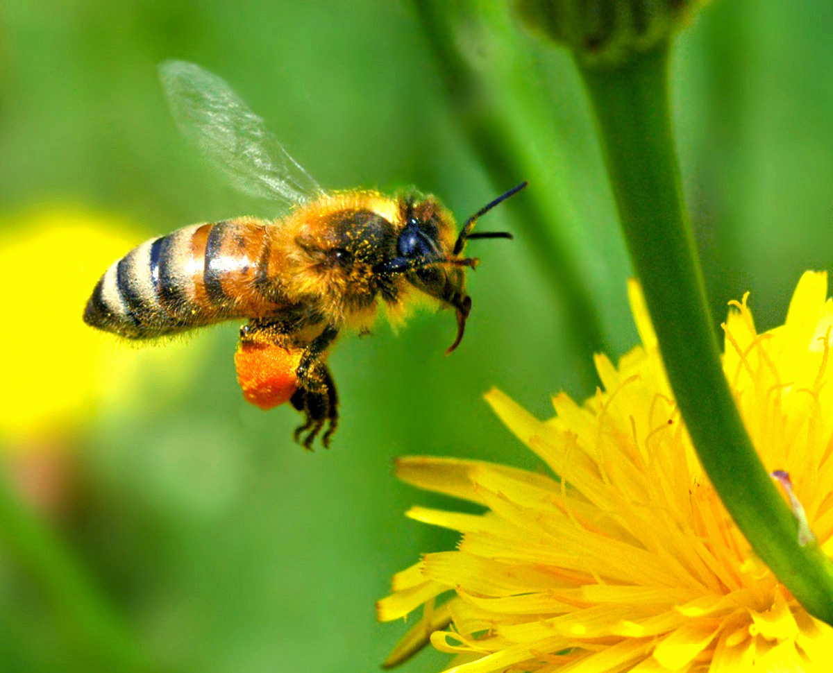 蜜蜂：印度空气污染或导致八成蜜蜂死亡 严重威胁粮食安全