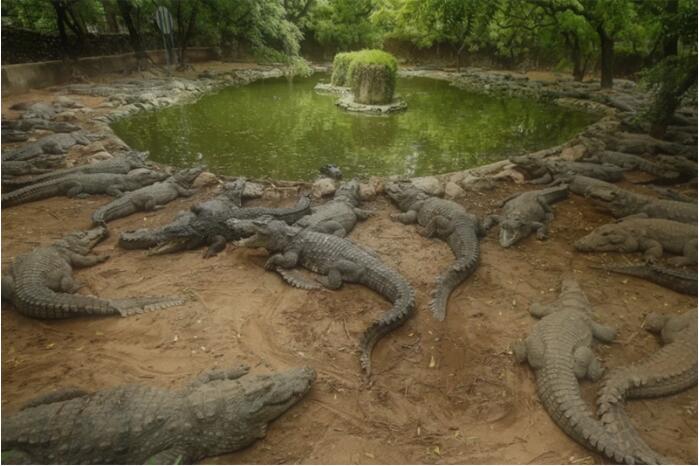 动物园：印度最大鳄鱼动物园受疫情冲击 陷资金短缺危机