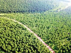 河北千松坝林场：碳汇造林让生态生金