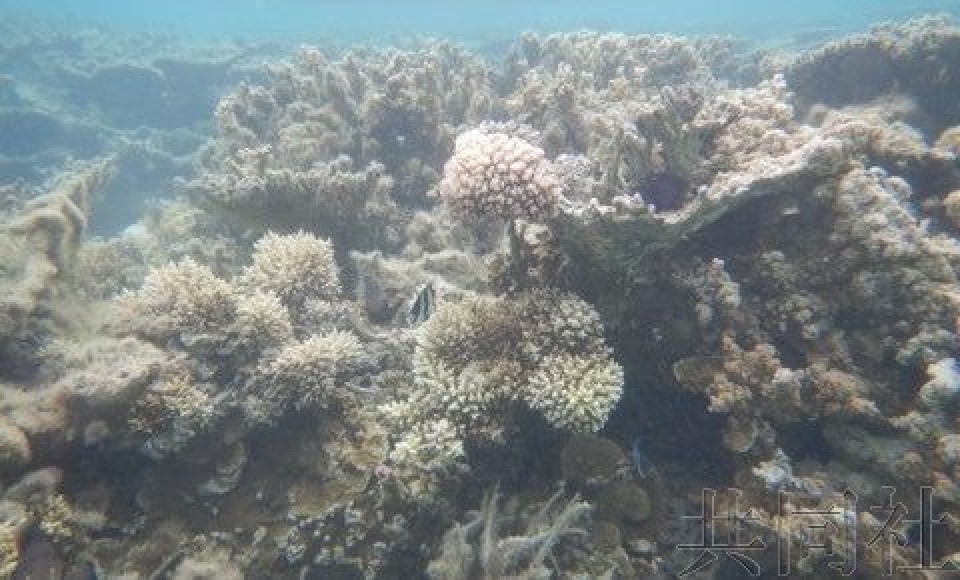 珊瑚：日本援助队称触礁货轮或导致毛里求斯珊瑚死亡