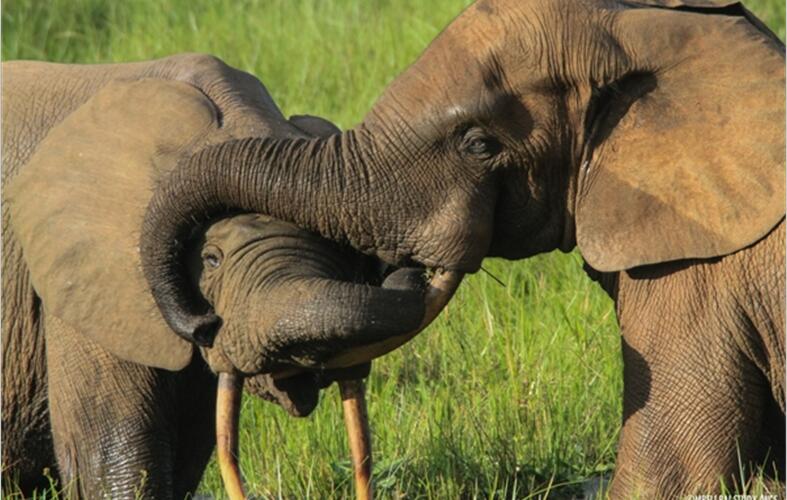 盖瓦：12年杀害500多头大象 刚果盗猎者被判蹲苦牢30年