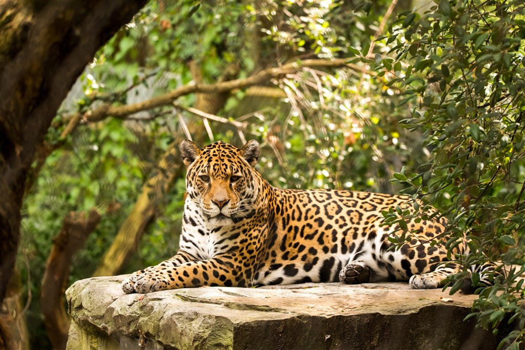 美洲豹：巴西大沼泽火灾 美洲豹主要栖息地逾7成烧毁