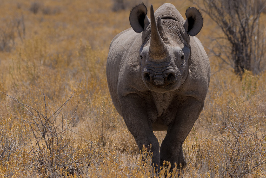 犀牛：保护黑犀牛 利用足迹识别技术打击非法盗猎