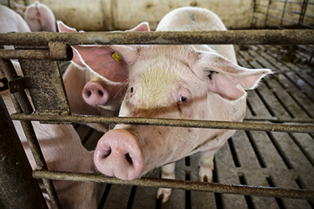 猪瘟：日本群马县养猪场爆发猪瘟 将扑杀5400头猪只