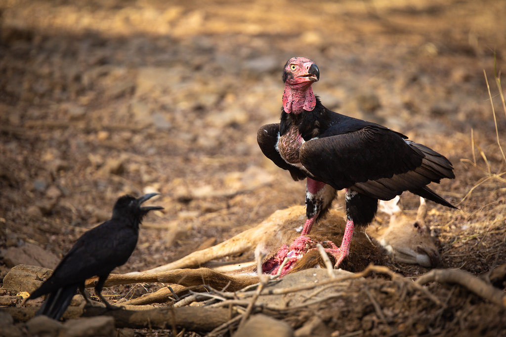 兀鹫：饱受农药毒害的“空中王者” 柬埔寨三种濒危兀鹫数量持续下降