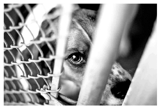 烈性：韩国《动物保护法》实施细则强化对烈性犬管理