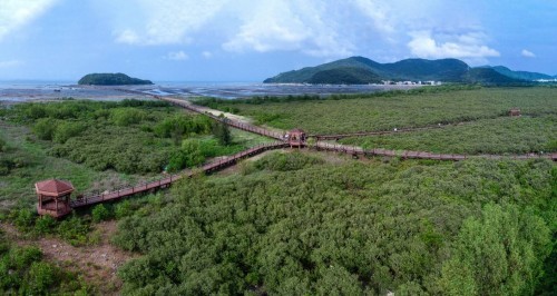 红树林：马爹利在中国启动红树林保护项目