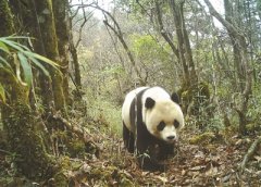 成都高标准推进大熊猫国家公园建设