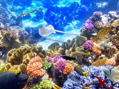iLab珊瑚卫士净滩计划：世界清洁日，